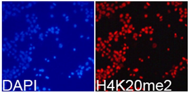 H4 Clustered Histone 1 [Dimethyl Lys20] Antibody