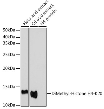 H4 Clustered Histone 1 [Dimethyl Lys20] Antibody