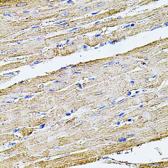 Filamin B Antibody
