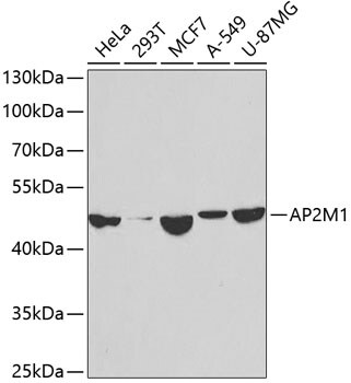 AP2M1 Antibody