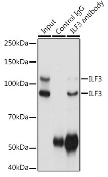 ILF3 Antibody