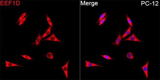 EEF1D Antibody
