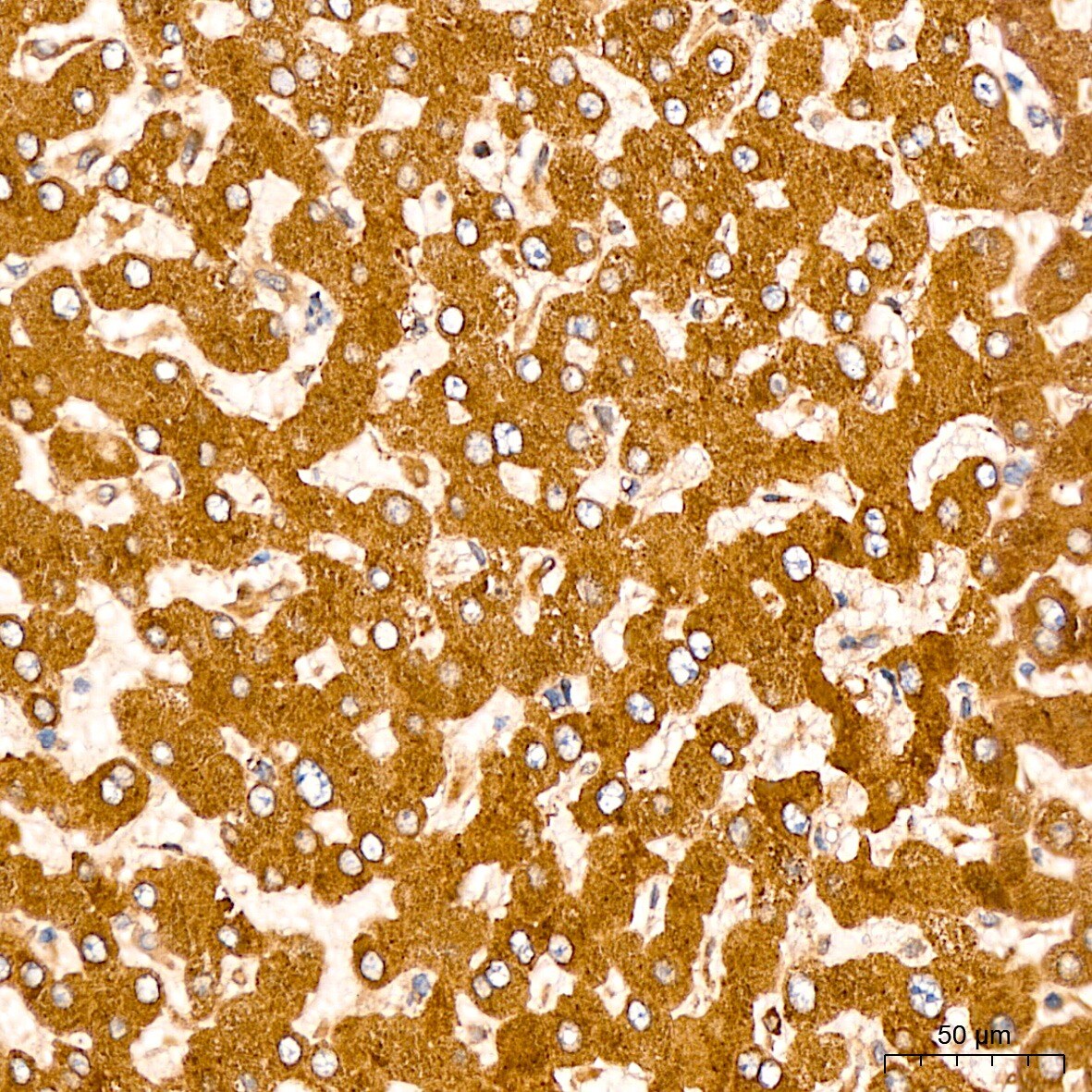 EEF1D Antibody