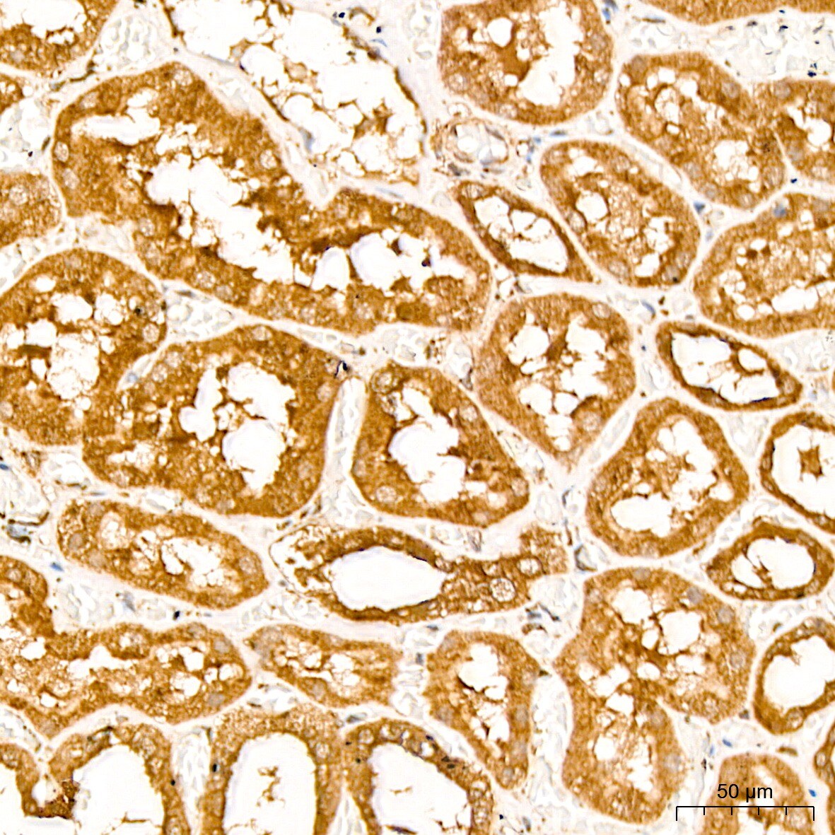 EEF1D Antibody