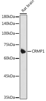 CRMP1 Antibody