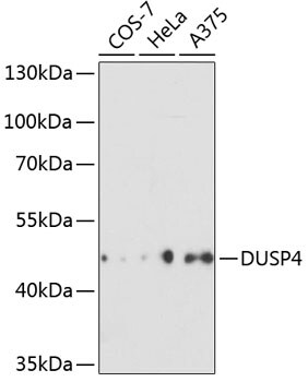 DUSP4 Antibody