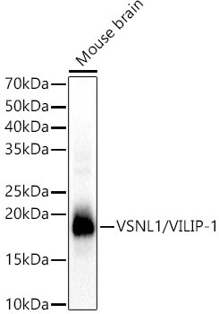 visinin-like 1 Antibody