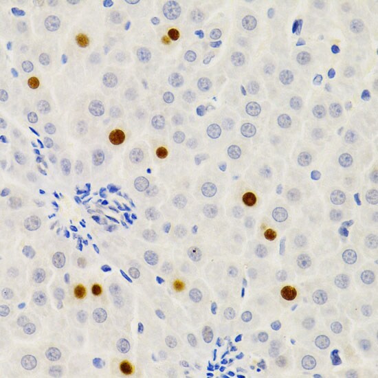 GEMIN2 Antibody