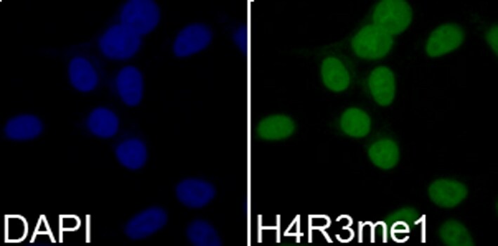 H4 Clustered Histone 1 [Monomethyl Arg3] Antibody