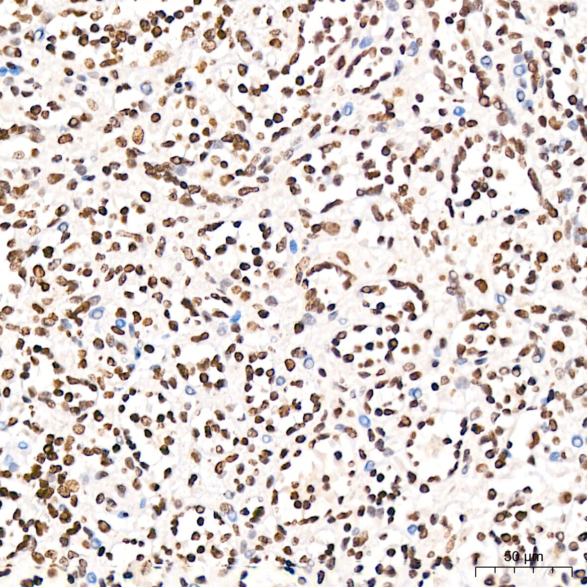 H4 Clustered Histone 1 [Sym-dimethyl Arg3] Antibody