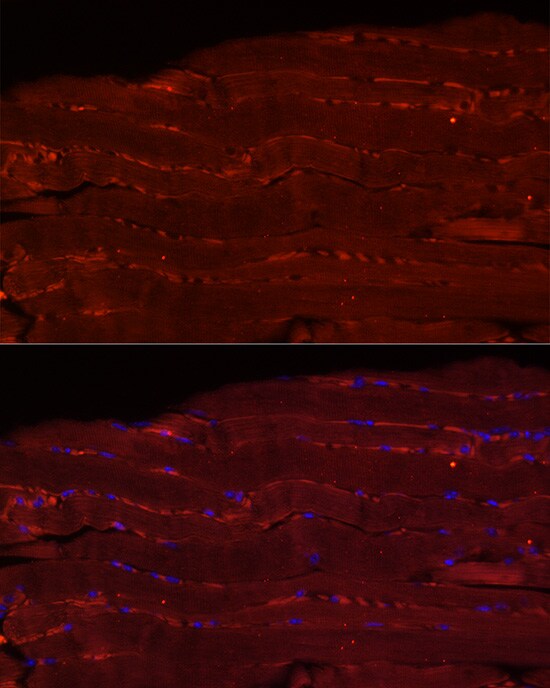 Fbx32 Antibody