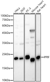 Cyclophilin-F Antibody