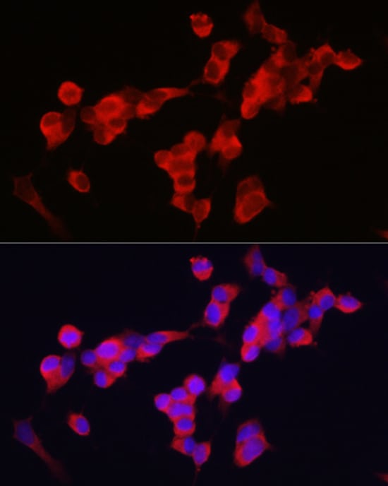 Kinesin 5A Antibody