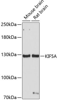 Kinesin 5A Antibody