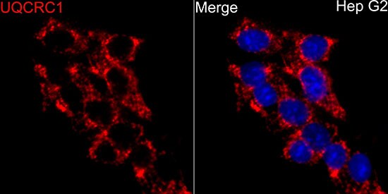 UQCRC1 Antibody