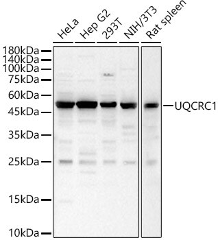 UQCRC1 Antibody