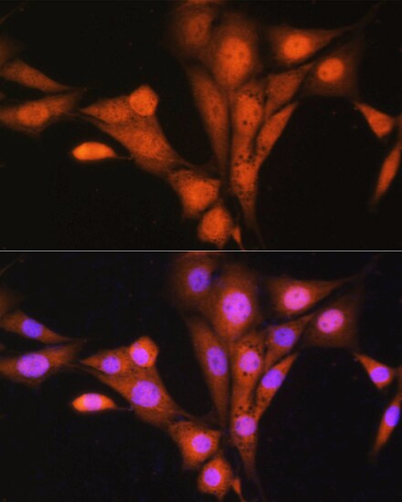 ASNA1 Antibody