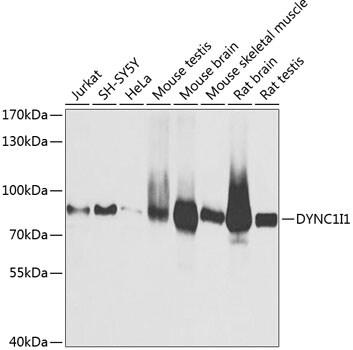 DNCIC1 Antibody