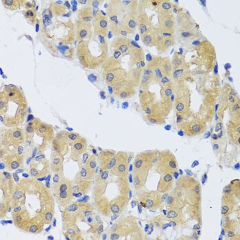 DNCIC1 Antibody