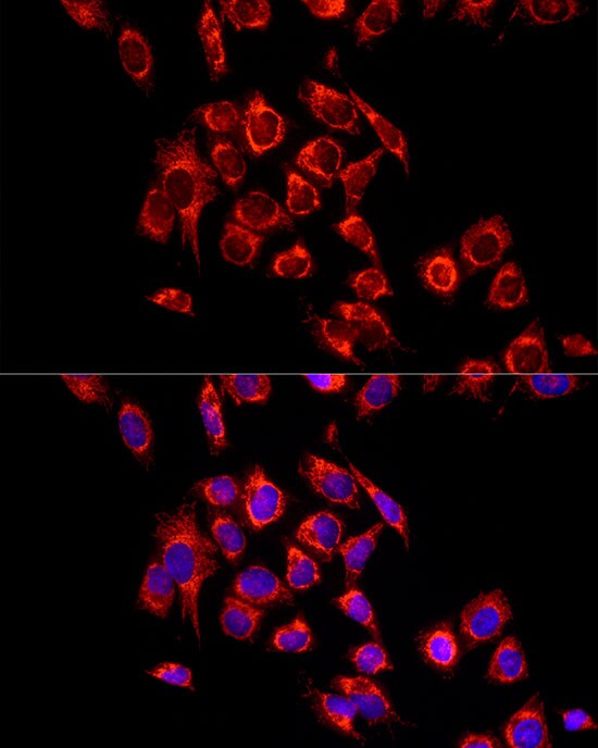 ECHS1 Antibody