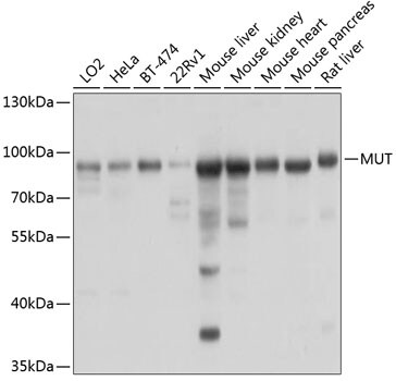 Methylmalonyl Coenzyme A mutase Antibody