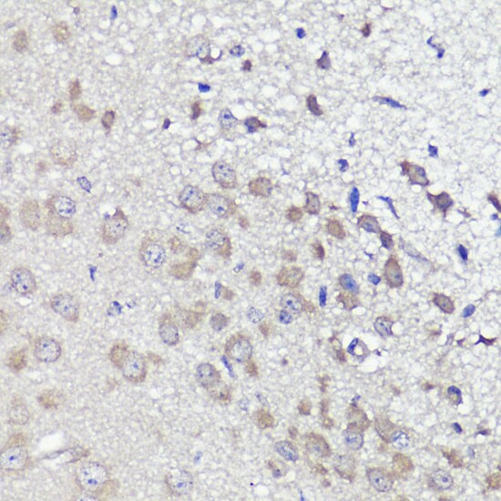 UBL3 Antibody