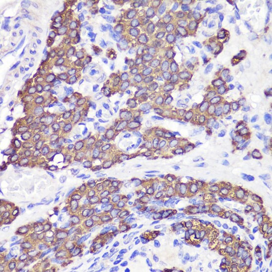 UBL3 Antibody