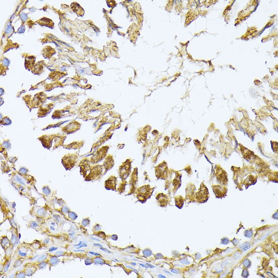 PSMA7 Antibody