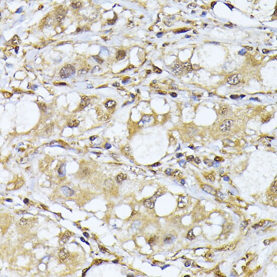 PSMA7 Antibody
