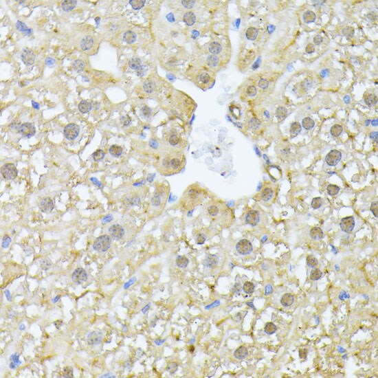 PSMA7 Antibody