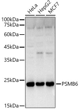 Proteasome 20S beta 6 Antibody