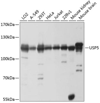 Isopeptidase T/USP5 Antibody