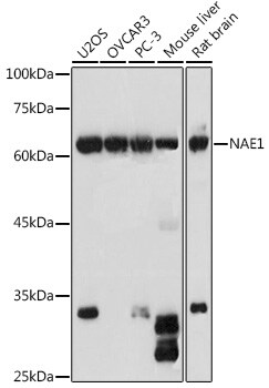 APPBP1 Antibody