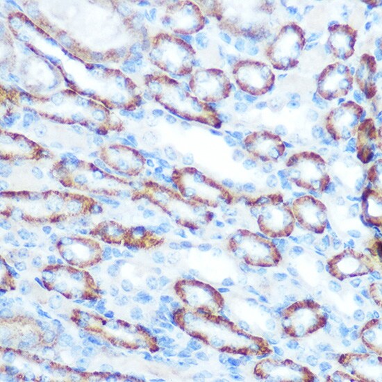 LONP1 Antibody