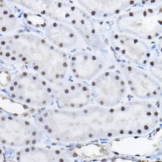 BCAS2 Antibody