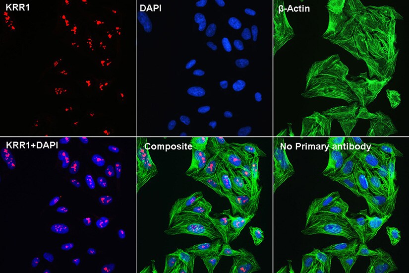 KRR1 Antibody