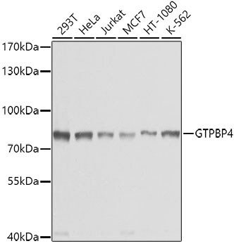 GTPBP4 Antibody