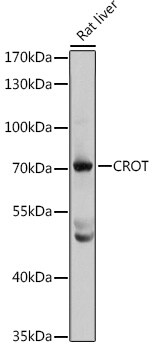 CROT Antibody