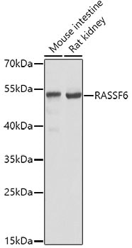 RASSF6 Antibody