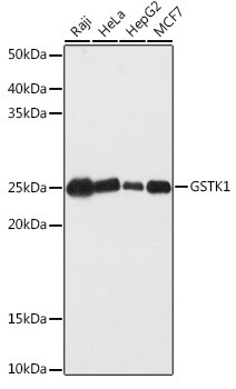 Glutathione S Transferase kappa 1 Antibody