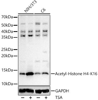 H4 Clustered Histone 1 [ac Lys16] Antibody
