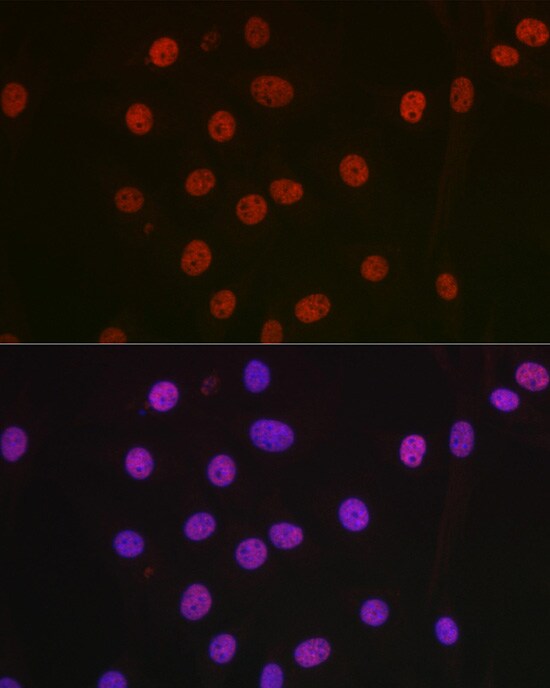 NONO Antibody