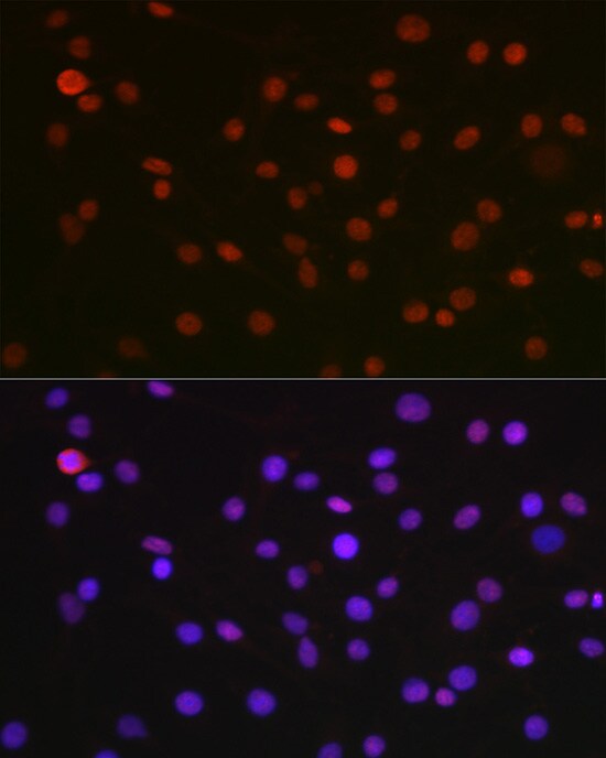 NONO Antibody