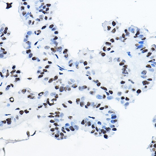 NONO Antibody