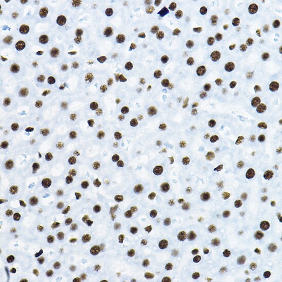 NONO Antibody
