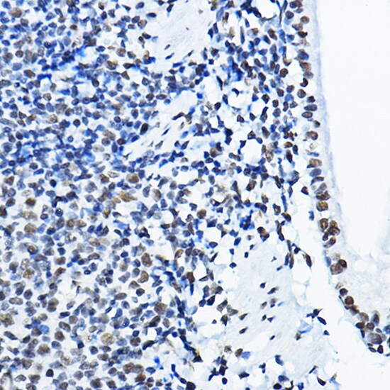 NONO Antibody