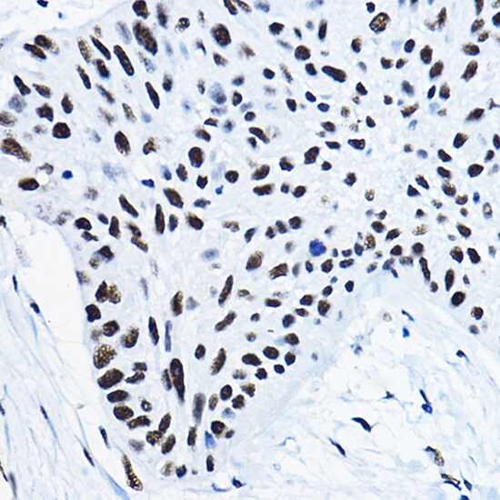 NONO Antibody