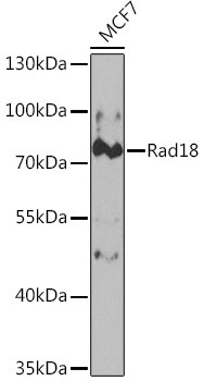 RAD18 Antibody