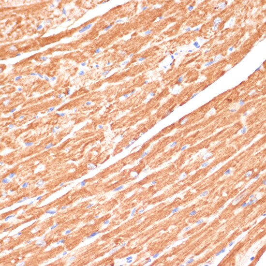 Cytochrome b5 type A Antibody