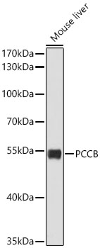 PCCB Antibody